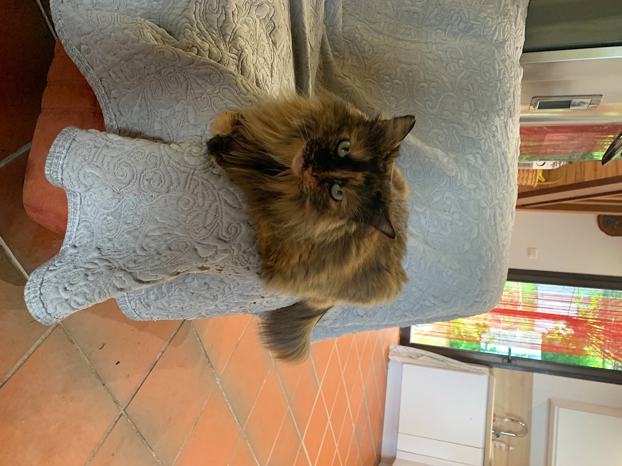 Praline participe au concours pour gagner de l'argent avec cette photo : british_longhair, british_semi_longhair, cabinetry, carnivore, cat, countertop, domestic_long_haired_cat, fawn, felidae, fur, kitchen_appliance, persian, ragdoll, small_to_medium_sized_cats, vertebrate, whiskers