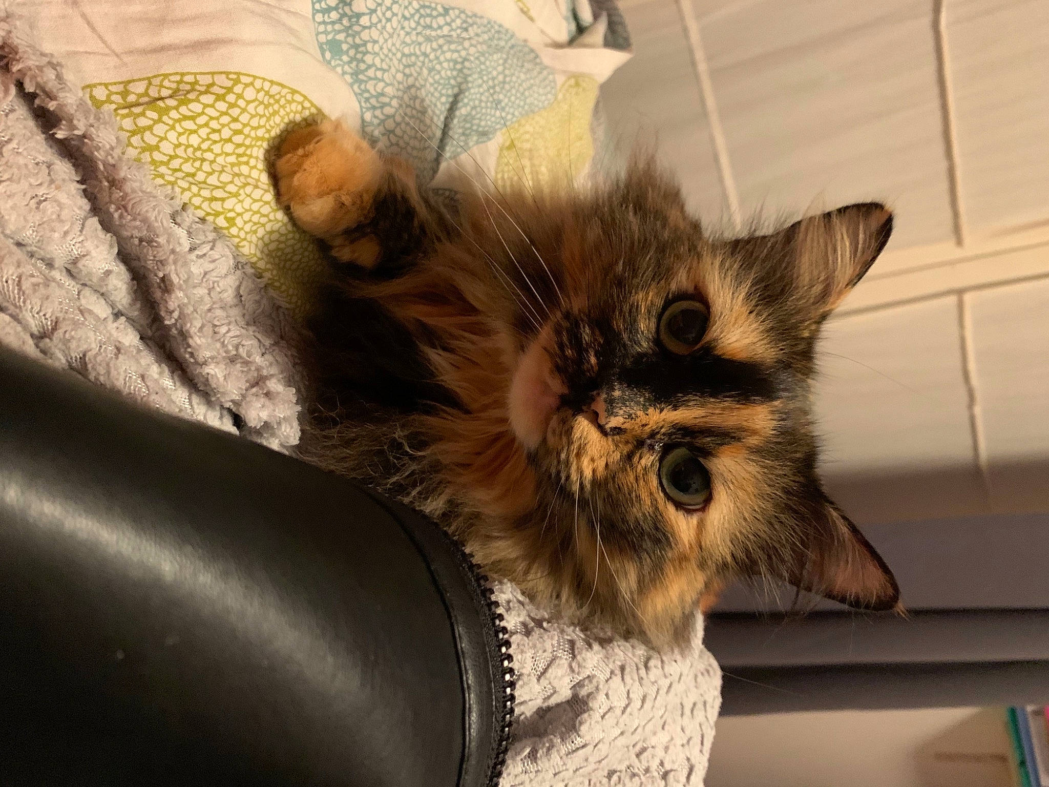 Praline participe au concours pour gagner de l'argent avec cette photo : bookcase, carnivore, cat, comfort, domestic_short_haired_cat, fawn, felidae, fur, kitten, leather, linens, liver, shelf, shelving, small_to_medium_sized_cats, snout, vertebrate, whiskers