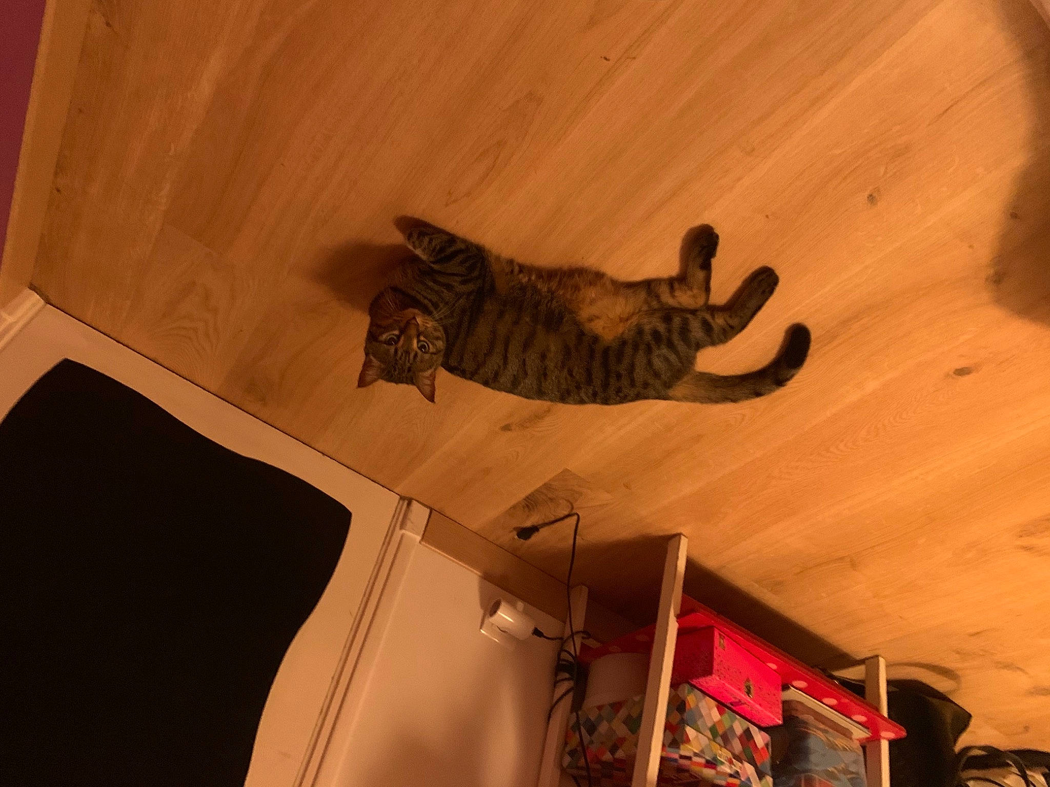 Kayla a rejoint le concours — aidez-le/la à gagner de superbes lots ! carnivore, cat, domestic_short_haired_cat, felidae, fur, picture_frame, small_to_medium_sized_cats, tabby_cat, tail, terrestrial_animal, whiskers