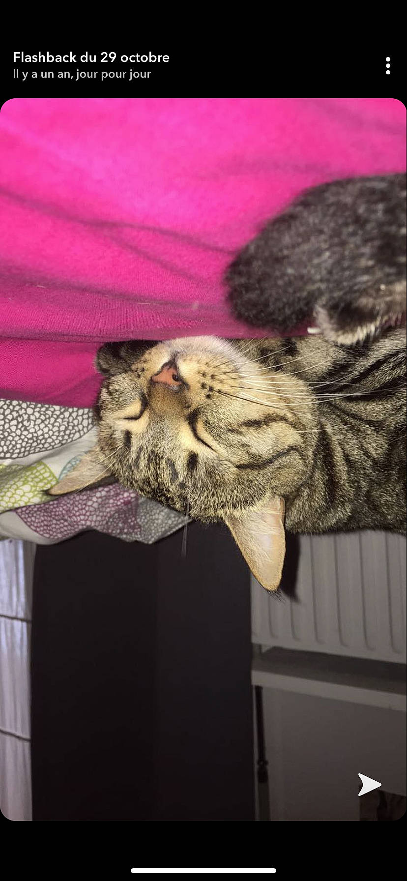 Kayla a rejoint le concours — aidez-le/la à gagner de superbes lots ! carnivore, cat, claw, domestic_short_haired_cat, felidae, fur, magenta, natural_material, paw, pink, small_to_medium_sized_cats, snout, tabby_cat, vertebrate, whiskers