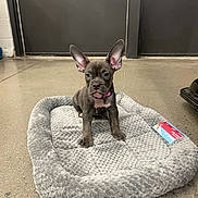 Lala is registered to the contest to win money with this photo: puppy, dog, pet_bed, gray, floor, indoor, ears, collar, cute, animal, young, small, tag, attention, looking, seated, furniture, concrete, background, pet