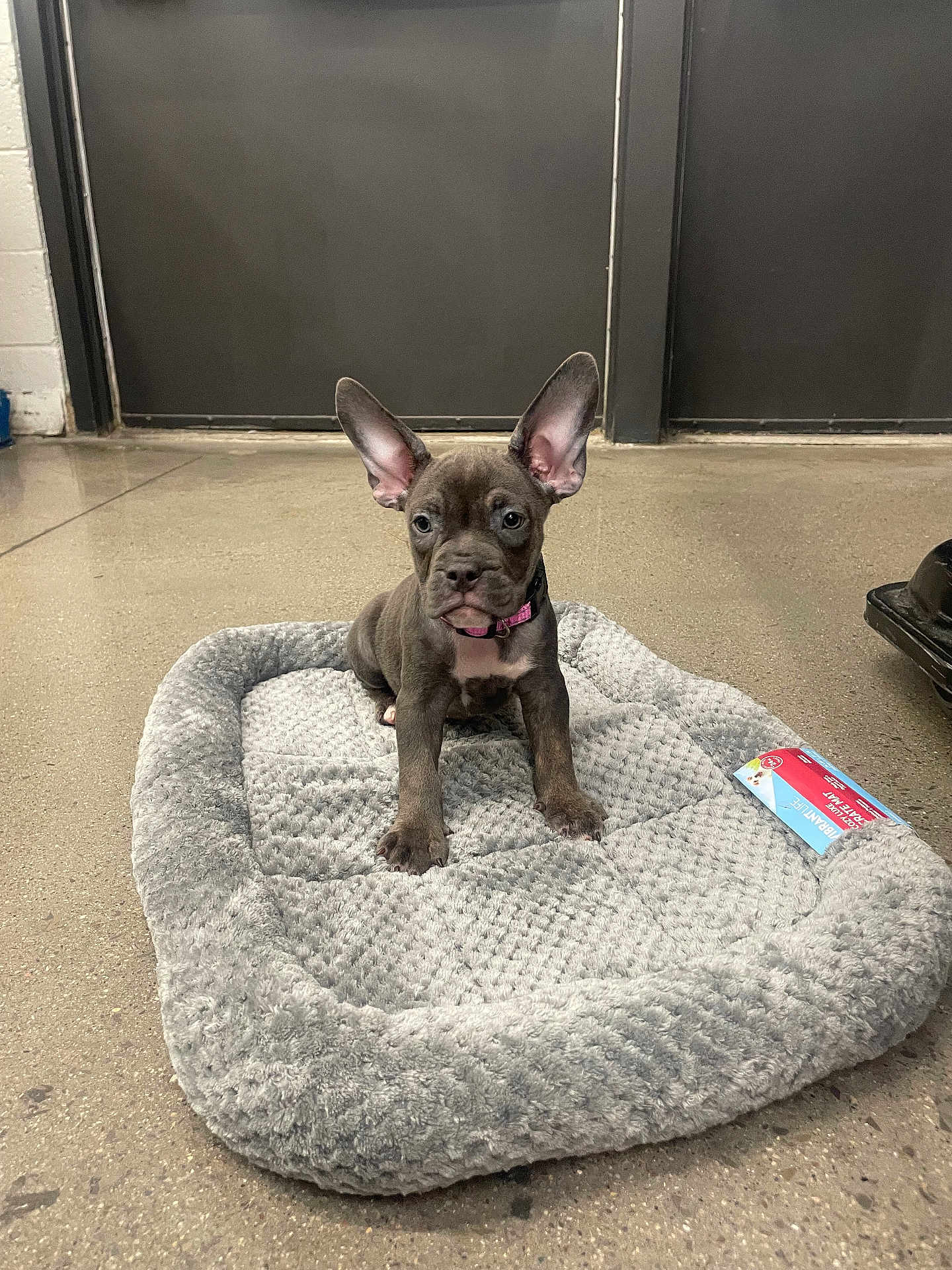 Lala
