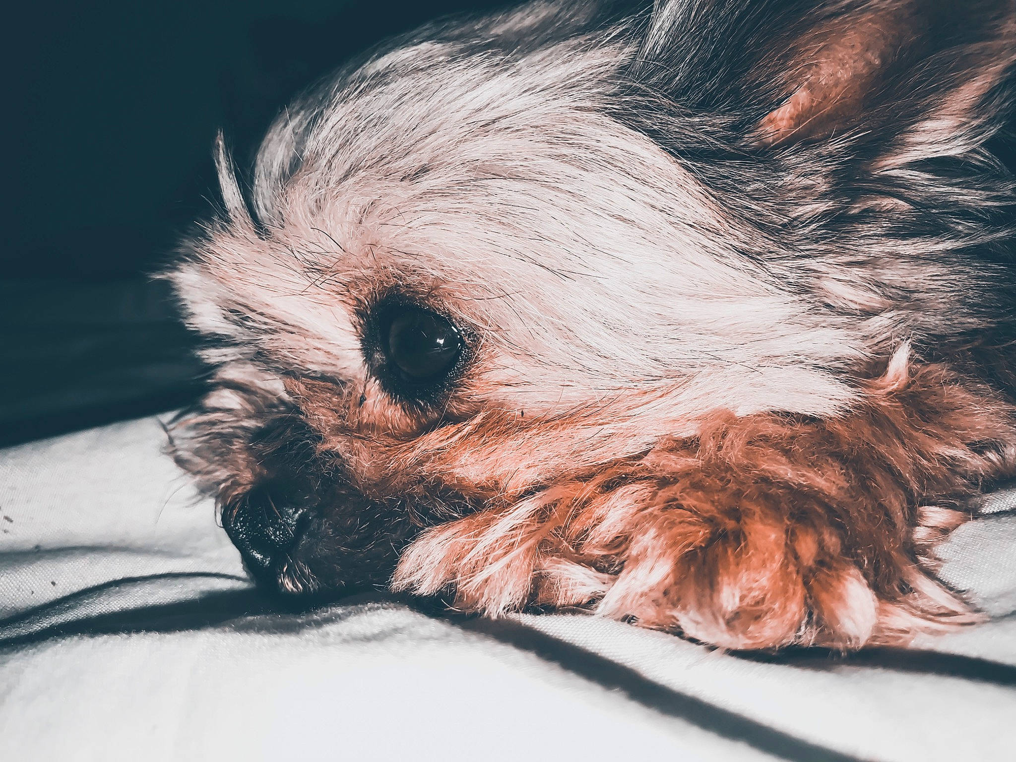 Ilona a rejoint le concours — aidez-le/la à gagner de superbes lots ! australian_silky_terrier, australian_terrier, cairn_terrier, canidae, carnivore, companion_dog, dog, dog_breed, drawing, ear, mammal, morkie, norwich_terrier, puppy, rare_breed_dog, small_terrier, snout, terrier, toy_dog, yorkshire_terrier