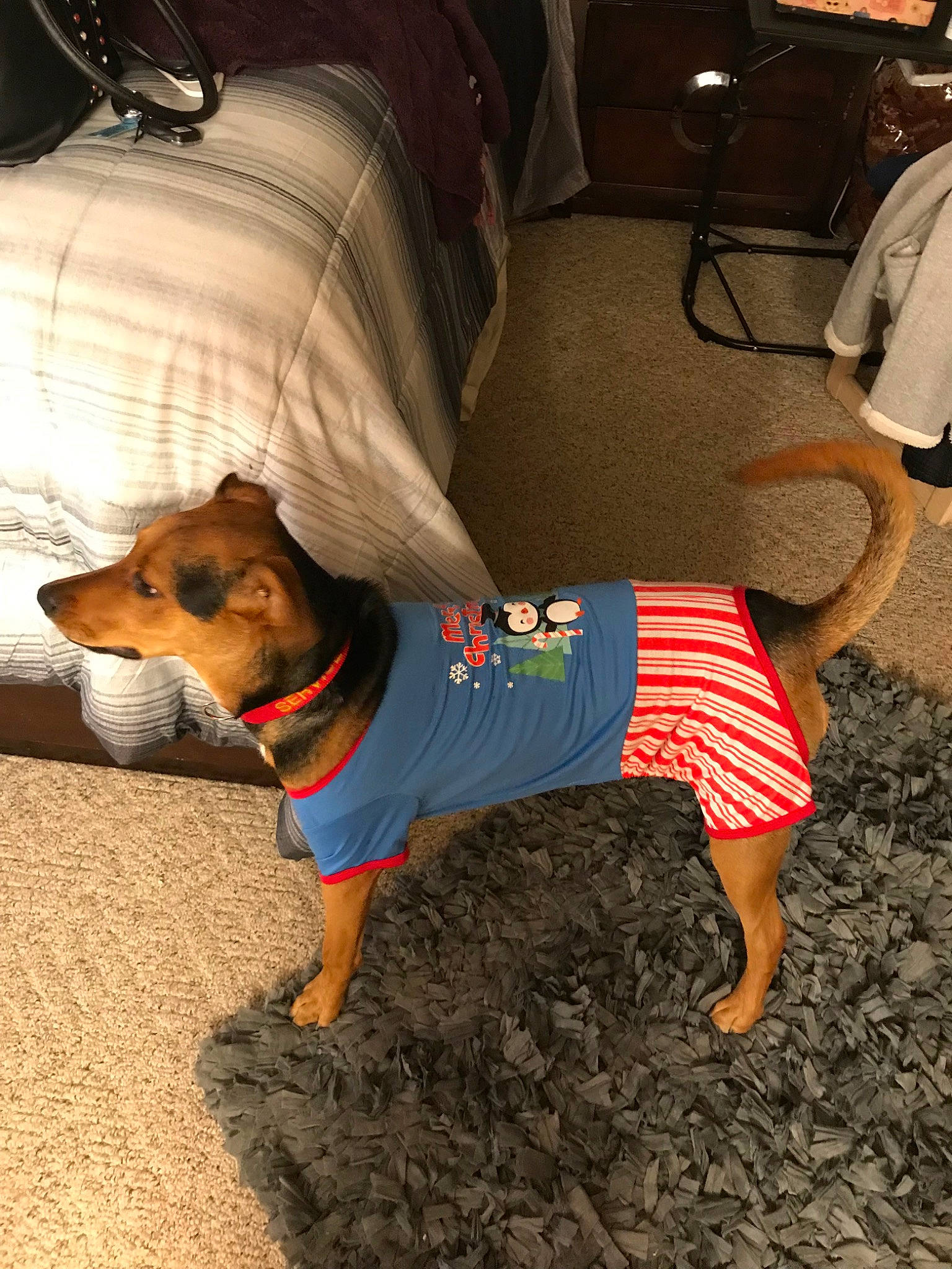 Moosey is registered to the contest to win money with this photo: canidae, carnivore, companion_dog, dachshund, dog, dog_breed, dog_clothes, dog_supply, fawn, floor, flooring, miniature_pinscher, outerwear