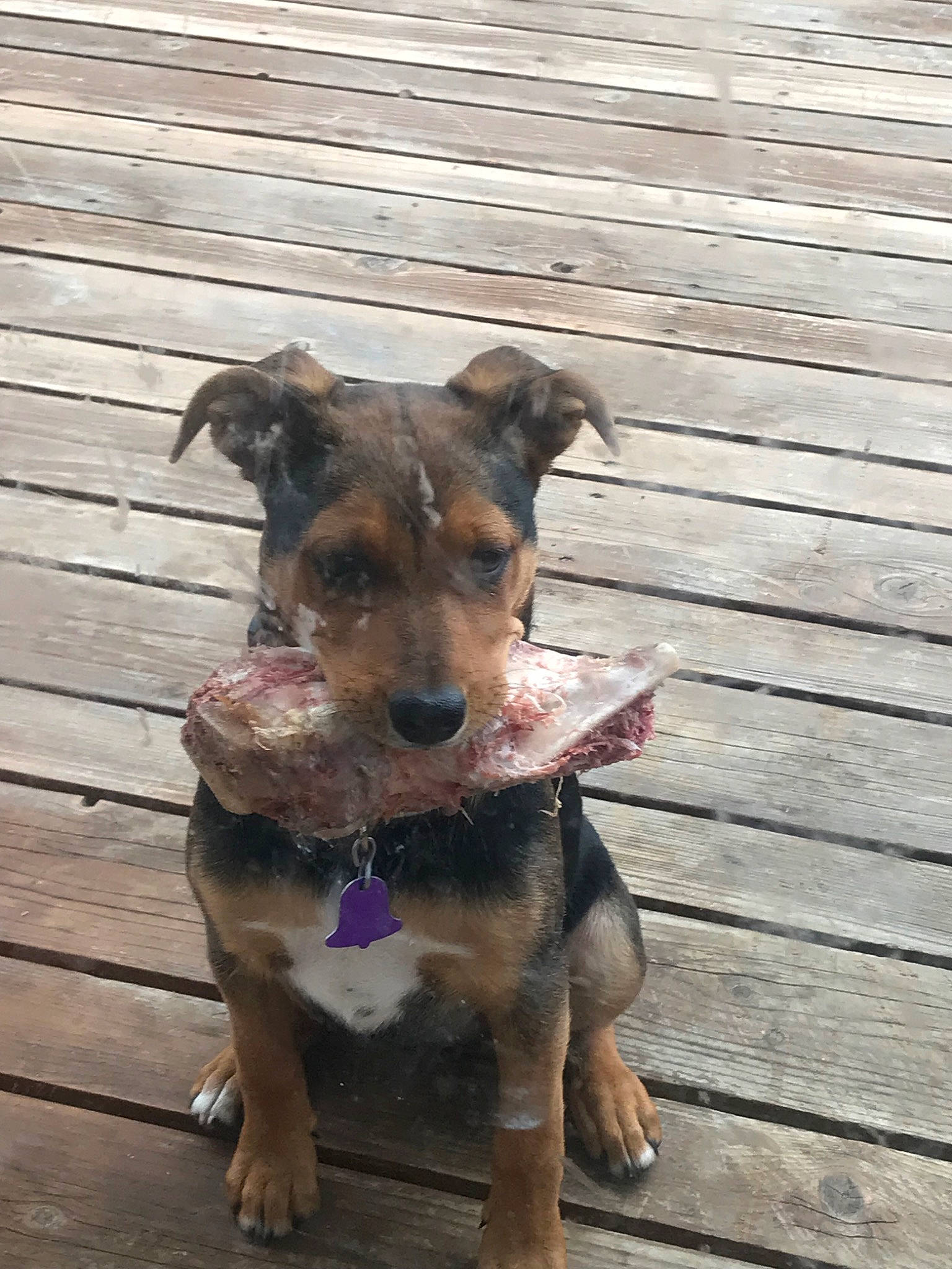 Moosey joined the competition — help win amazing prizes! airedale_terrier, black_and_tan_terrier, canidae, carnivore, dog, dog_breed, fawn, mammal, patterdale_terrier, potcake_dog, rare_breed_dog, snout, sporting_group, street_dog