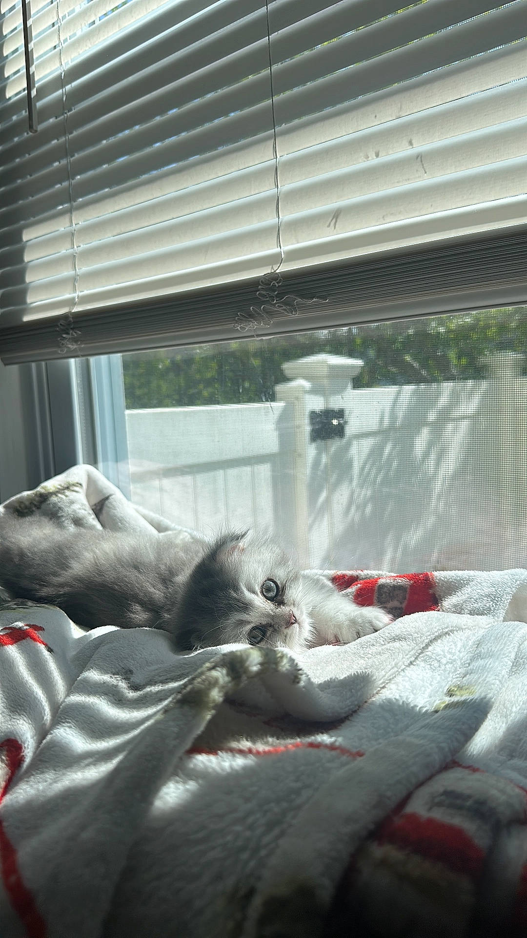 Stormy joined the competition — help win amazing prizes! animal, blanket, cat, cozy, curious, cute, daylight, feline, fluffy, gray_cat, home, indoor, kitten, pet, relaxing, resting, sleepy, soft, sunlight, window