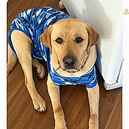 Buddy is registered to the contest to win money with this photo: animal, blue_shirt, brown_dog, calm, canine, companion, contestant, cute, dog, domestic_animal, friendly, indoor, labrador_retriever, laying_down, looking_at_camera, mammal, pet, portrait, well_dressed, wooden_floor