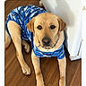 animal, blue_shirt, brown_dog, calm, canine, companion, contestant, cute, dog, domestic_animal, friendly, indoor, labrador_retriever, laying_down, looking_at_camera, mammal, pet, portrait, well_dressed, wooden_floor