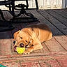 Buddy is registered to the contest to win money with this photo: animal, brown_dog, canine, chewing, daylight, dog, fence, garden_hose, metal_chair, outdoor, pet, playful, puppy, relaxing, resting, shadow, summer, sunlight, tennis_ball, wooden_deck