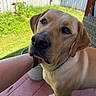 Buddy joined the competition — help win amazing prizes! animal, arm, backyard, canine, closeup, collar, companion, dog, fence, friendly, grass, hand, labrador_retriever, nature, outdoor, person, pet, sunlight, wicker_chair, wooden_deck