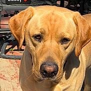 Buddy is registered to the contest to win money with this photo: dog, labrador_retriever, pet, outdoor, sunlight, close_up, animal, canine, bench, brick_patio, brown_fur, face, ears, nose, portrait, looking, friendly, companion, domestic_animal, summer