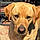 Buddy