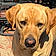 Buddy