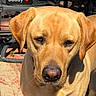 dog, labrador_retriever, pet, outdoor, sunlight, close_up, animal, canine, bench, brick_patio, brown_fur, face, ears, nose, portrait, looking, friendly, companion, domestic_animal, summer