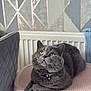 Hugo joined the competition — help win amazing prizes! cat, gray_cat, pet, indoor, feline, golden_eyes, collar, relaxed, lounging, close_up, pink_surface, textured, quilted_chair, geometric_wall, decor, cozy, whiskers, fur, animal, domestic