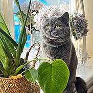 Hugo joined the competition — help win amazing prizes! cat, gray_cat, plant, green_leaves, flower, hydrangea, basket, window, windowsill, sunlight, indoor, pet, feline, whiskers, tail, domestic_cat, flora, decor, houseplant, cozy