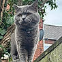 Hugo is registered to the contest to win money with this photo: cat, grey_cat, animal, pet, outdoor, tree, leaf, concrete_wall, collar, bell, feline, suburban, house, brick_wall, moss, whiskers, close_up, portrait, nature, curious