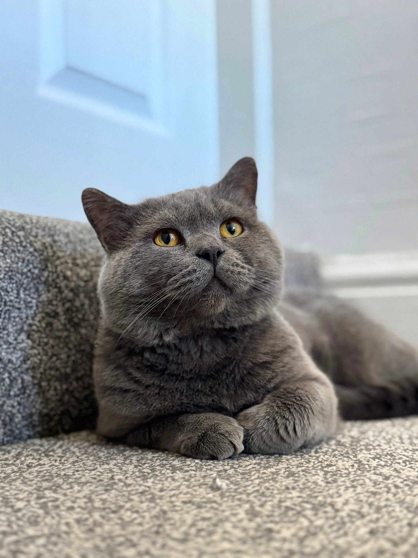 Hugo