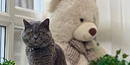 Hugo is registered to the contest to win money with this photo: cat, grey_cat, window, windowsill, teddy_bear, plush_toy, indoor, plant, greenery, decor, soft_light, animal, pet, feline, sitting, curious, cozy, home, interior, portrait