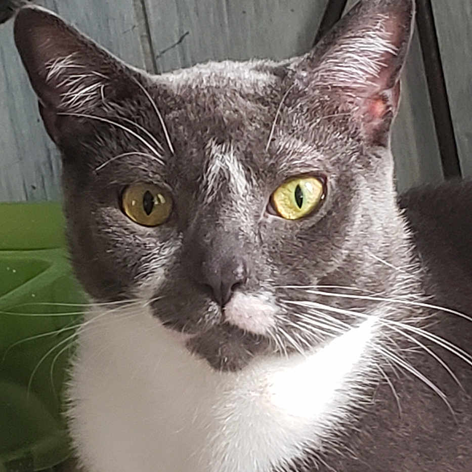 Martini is registered to the contest to win money with this photo: animal, blanket, cat, closeup, cute, domestic_animal, feline, fur, gray_cat, green_object, headboard, indoor, paws, pet, portrait, relaxed, resting, whiskers, white_fur, yellow_eyes