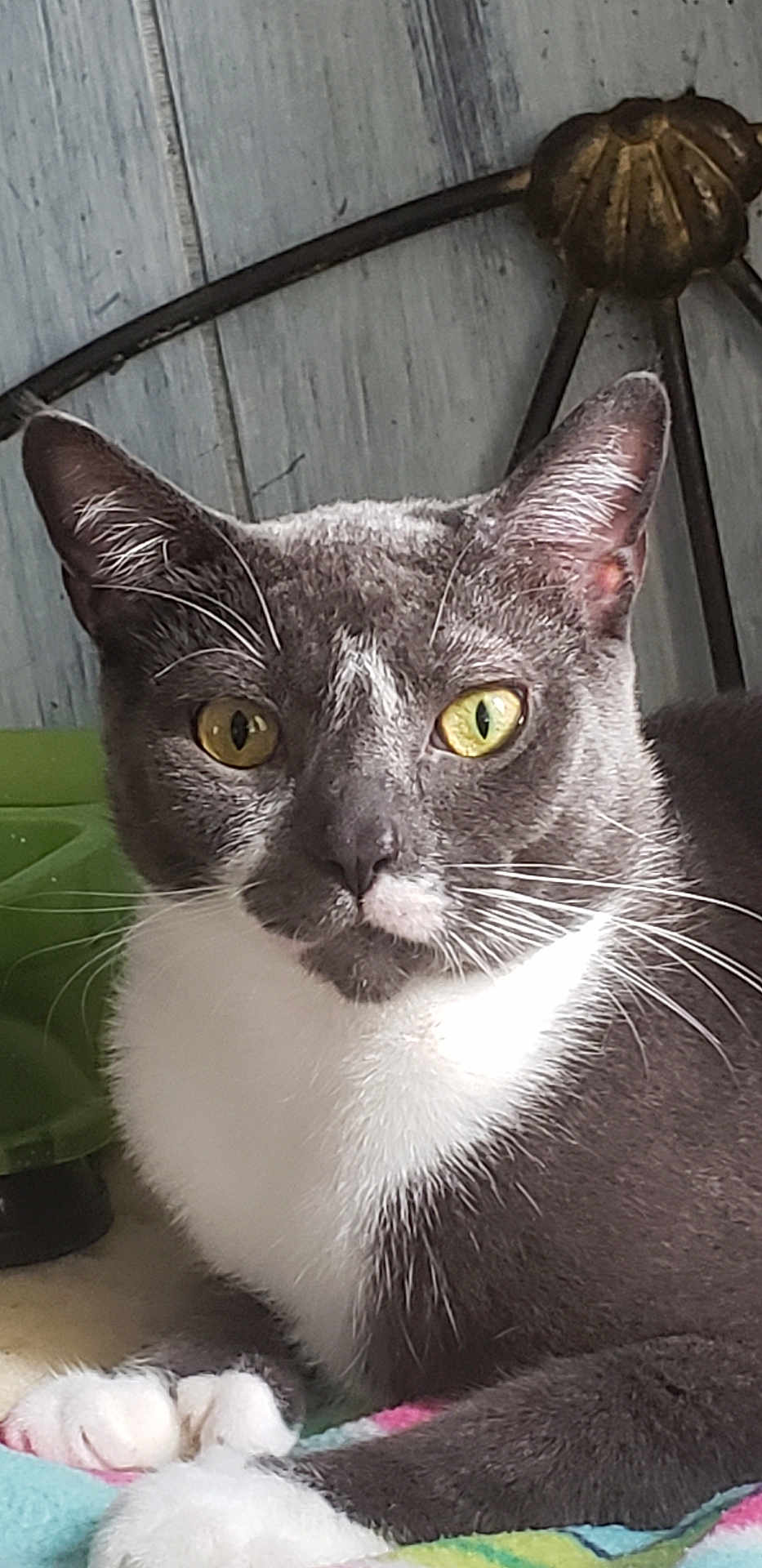 Martini is registered to the contest to win money with this photo: animal, blanket, cat, closeup, cute, domestic_animal, feline, fur, gray_cat, green_object, headboard, indoor, paws, pet, portrait, relaxed, resting, whiskers, white_fur, yellow_eyes