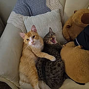 Savannah is registered to the contest to win money with this photo: cat, cats, couch, pillow, stuffed_animal, orange_cat, gray_tabby, pet, feline, snuggling, indoor, cozy, fur, animal, resting, cute, companion, home, soft, relaxed