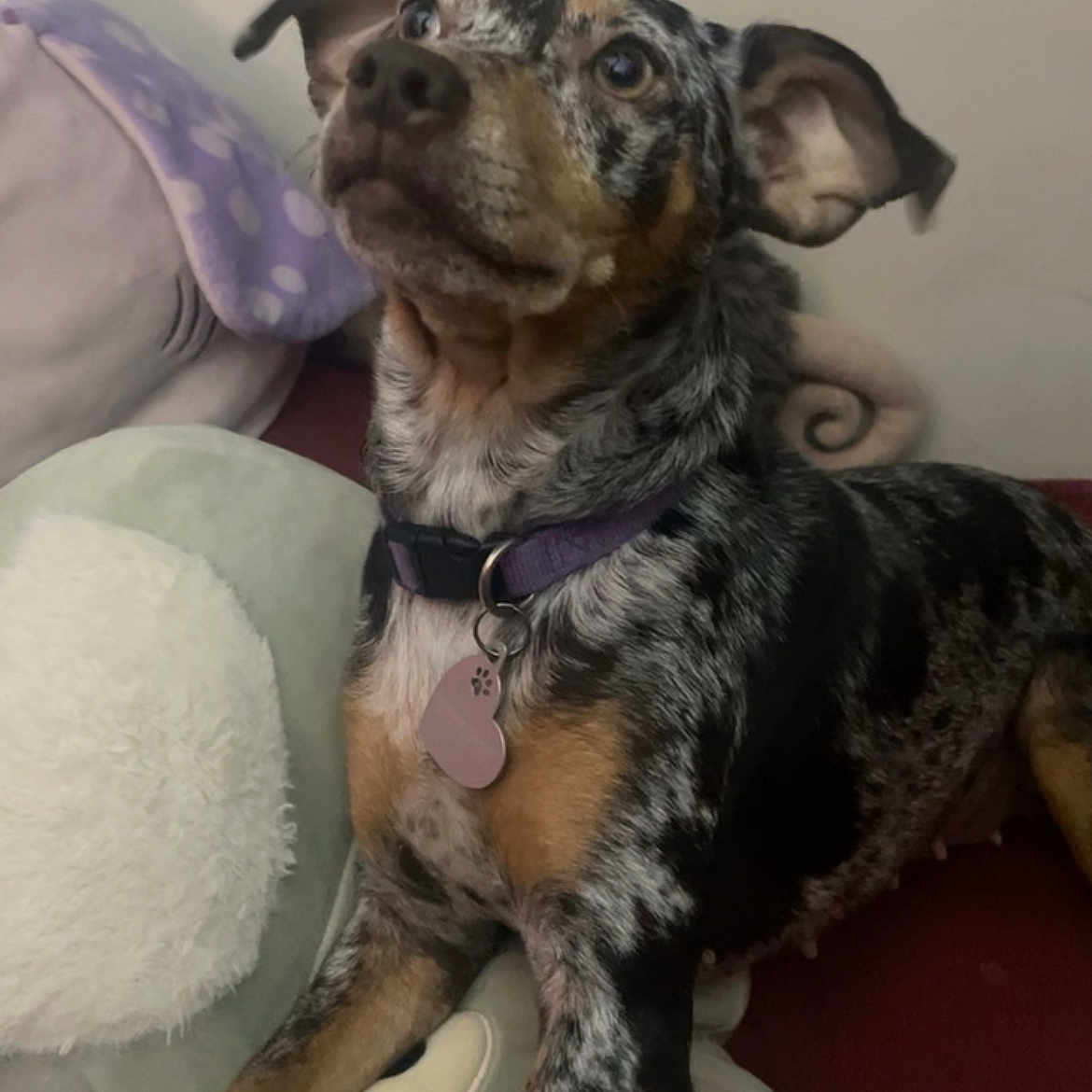 Molly joined the competition — help win amazing prizes! animal, architecture, beagle, building, bulldog, canine, chair, chihuahua, couch, cushion, dog, face, furniture, head, homedecor, hound, person, pet, pointer, puppy