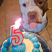 Kaina a rejoint le concours — aidez-le/la à gagner de superbes lots ! dog, birthday_cake, candle, blue_frosting, number_5_candle, tongue_out, tile_floor, indoor, celebration, pet, white_dog, brown_dog, close_up, cake_plate, lighting, focus_on_cake, waiting, cute, animal, food