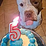 dog, birthday_cake, candle, blue_frosting, number_5_candle, tongue_out, tile_floor, indoor, celebration, pet, white_dog, brown_dog, close_up, cake_plate, lighting, focus_on_cake, waiting, cute, animal, food