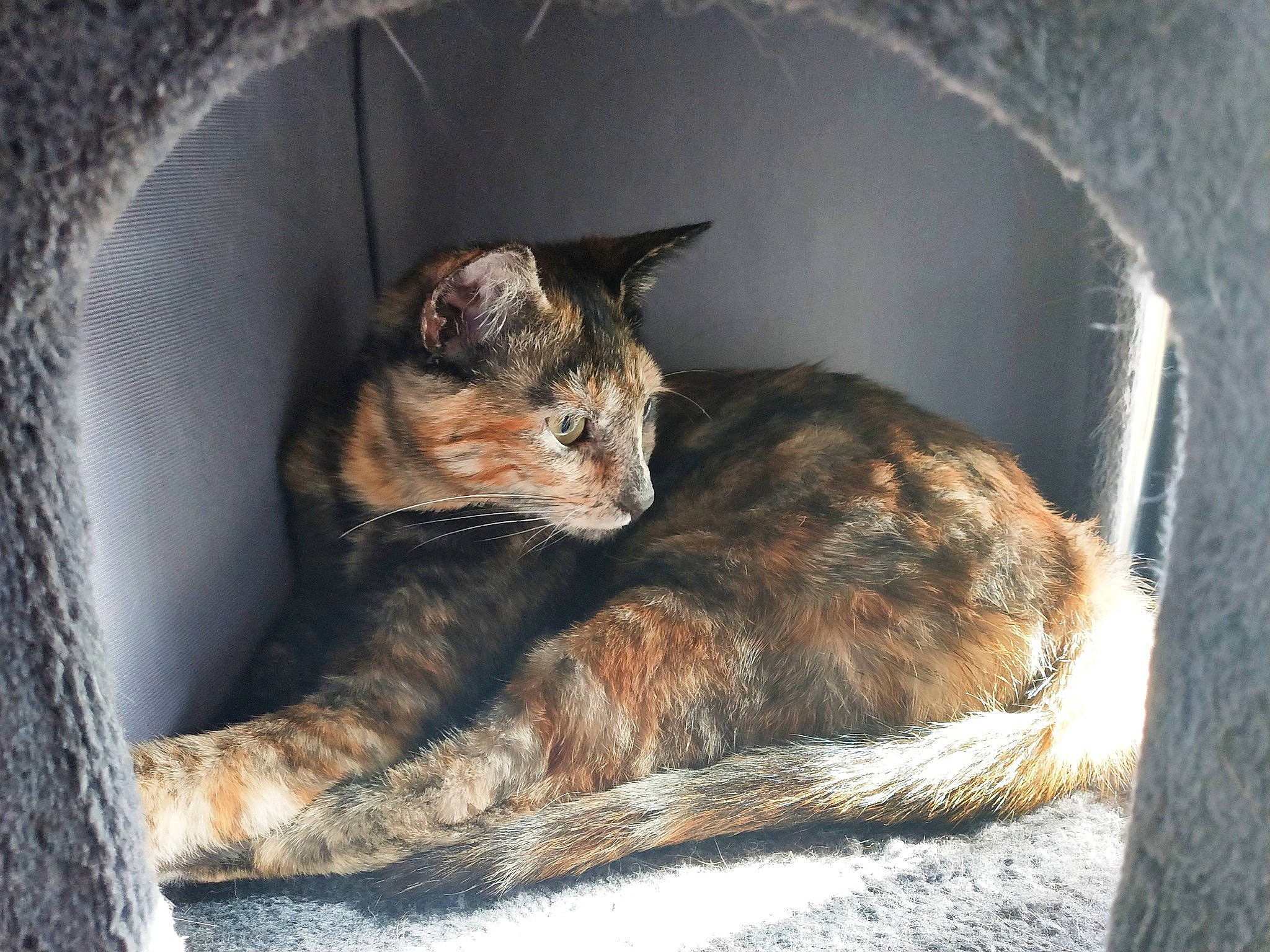 Agate a rejoint le concours — aidez-le/la à gagner de superbes lots ! carnivore, cat, domestic_short_haired_cat, european_shorthair, felidae, fur, german_rex, nap, sleep, small_to_medium_sized_cats, tabby_cat, whiskers, wild_cat