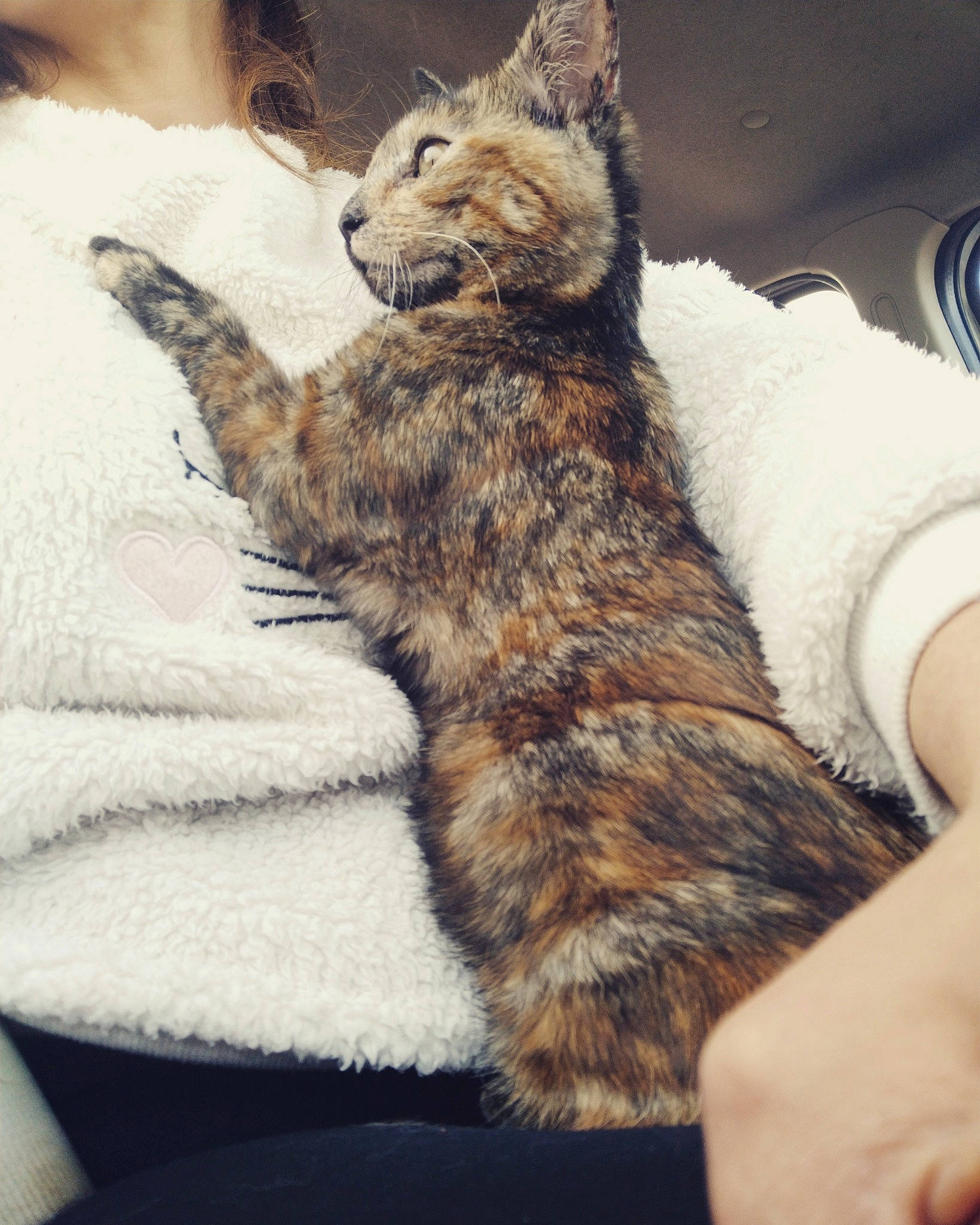 Agate participe au concours pour gagner de l'argent avec cette photo : asian, carnivore, cat, claw, domestic_short_haired_cat, dragon_li, ear, european_shorthair, eye, felidae, fur, kitten, leg, paw, pixie_bob, small_to_medium_sized_cats, tabby_cat, tail, whiskers, wild_cat