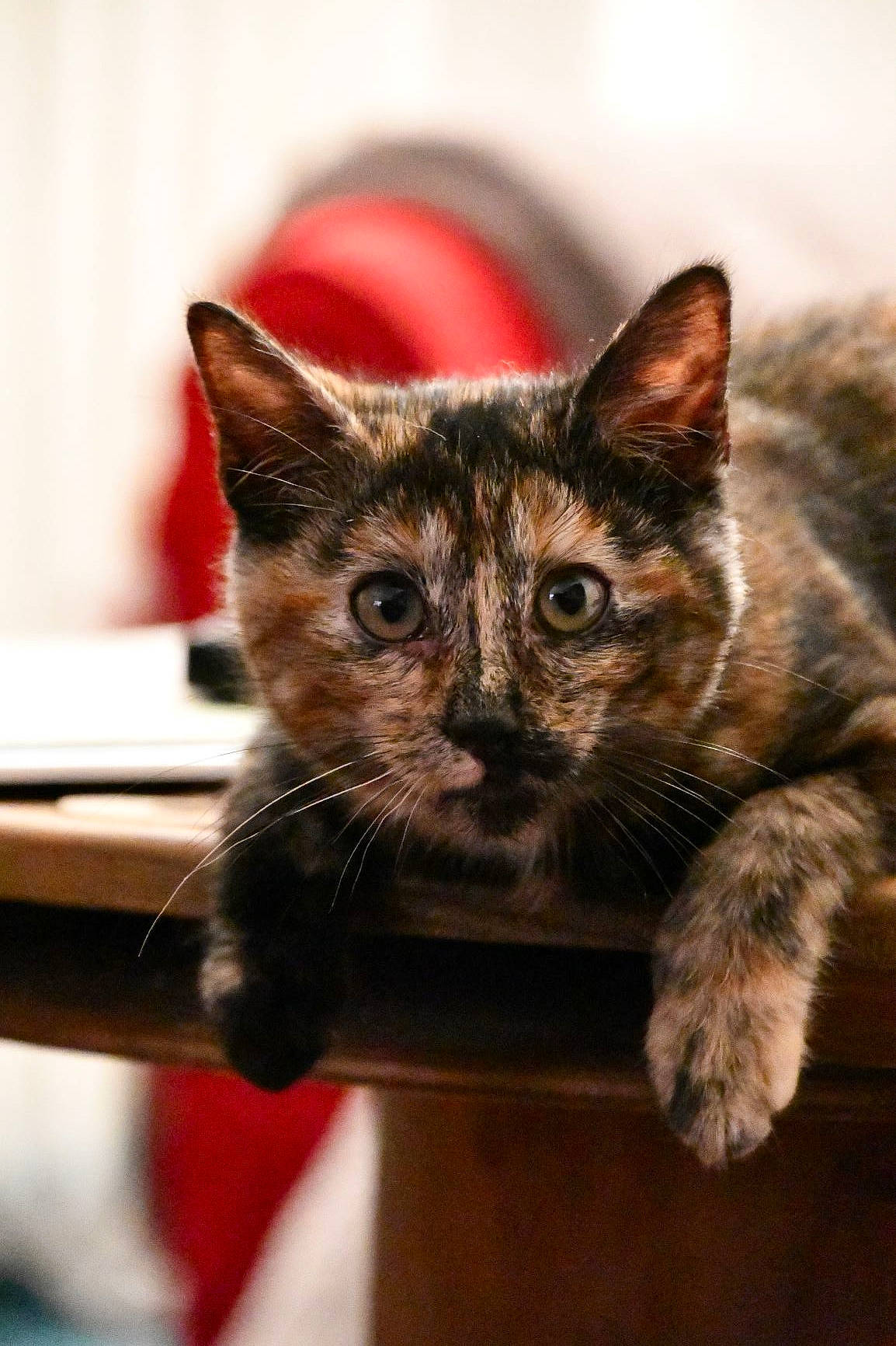 Agate a rejoint le concours — aidez-le/la à gagner de superbes lots ! american_shorthair, asian, black_cat, carnivore, cat, domestic_short_haired_cat, ear, european_shorthair, fawn, felidae, fur, kitten, mammal, ojos_azules, small_to_medium_sized_cats, snout, tabby_cat, vertebrate, whiskers