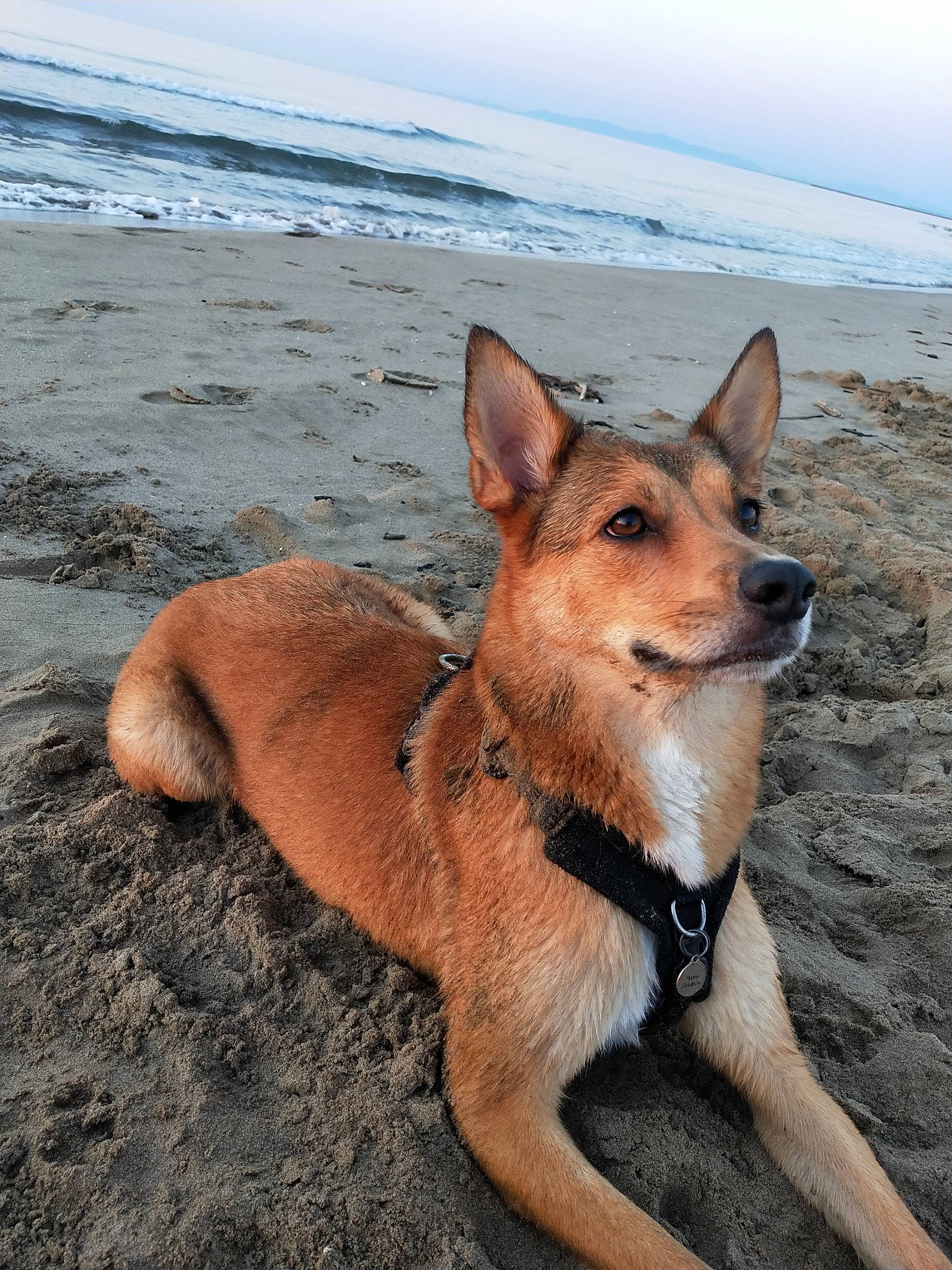 Naoko a rejoint le concours — aidez-le/la à gagner de superbes lots ! beach, canidae, carnivore, carolina_dog, dingo, dog, dog_breed, fawn, mammal, ocean, sand, sea, vertebrate