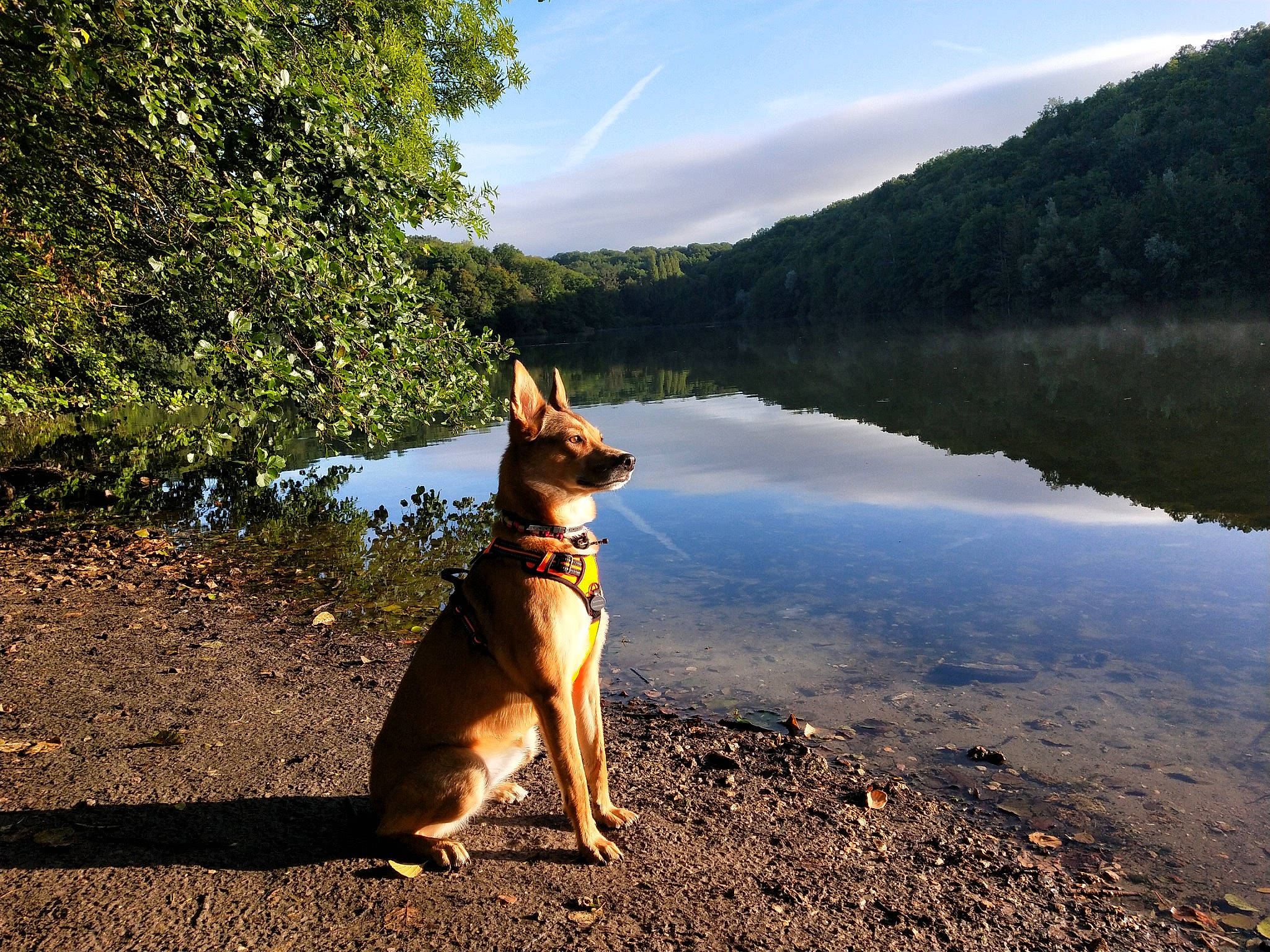 Naoko participe au concours pour gagner de l'argent avec cette photo : bank, canidae, carnivore, dog, dog_breed, dog_hiking, dog_walking, east_european_shepherd, german_shepherd_dog, lake, mammal, morning, reservoir, river, sporting_group, summer, tree, water_resources, wilderness, working_dog