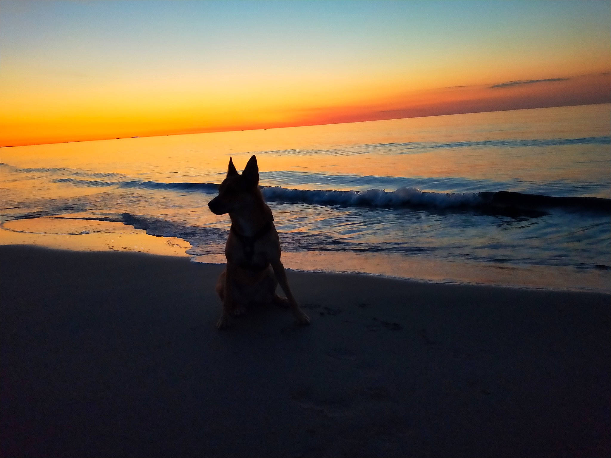 Naoko participe au concours pour gagner de l'argent avec cette photo : beach, calm, canidae, cloud, coast, coastal_and_oceanic_landforms, dawn, dog, dog_breed, dusk, evening, horizon, morning, ocean, sand, sea, sky, sunrise, sunset, vacation