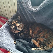 Lilas a rejoint le concours — aidez-le/la à gagner de superbes lots ! cat, tortoiseshell_cat, sleeping, fleece, chair, indoor, pet, cozy, blanket, radiator, black_mesh, soft, resting, fur, domestic, animal, relaxation, home, quiet, comfortable