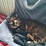 cat, tortoiseshell_cat, sleeping, fleece, chair, indoor, pet, cozy, blanket, radiator, black_mesh, soft, resting, fur, domestic, animal, relaxation, home, quiet, comfortable