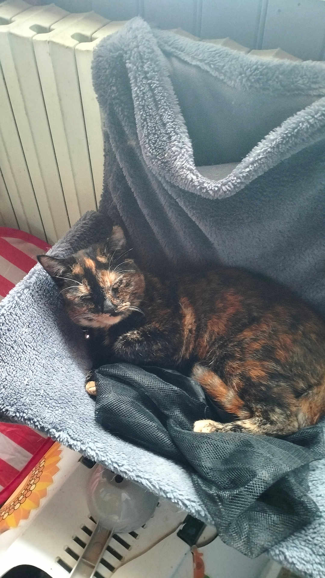 Lilas a rejoint le concours — aidez-le/la à gagner de superbes lots ! cat, tortoiseshell_cat, sleeping, fleece, chair, indoor, pet, cozy, blanket, radiator, black_mesh, soft, resting, fur, domestic, animal, relaxation, home, quiet, comfortable