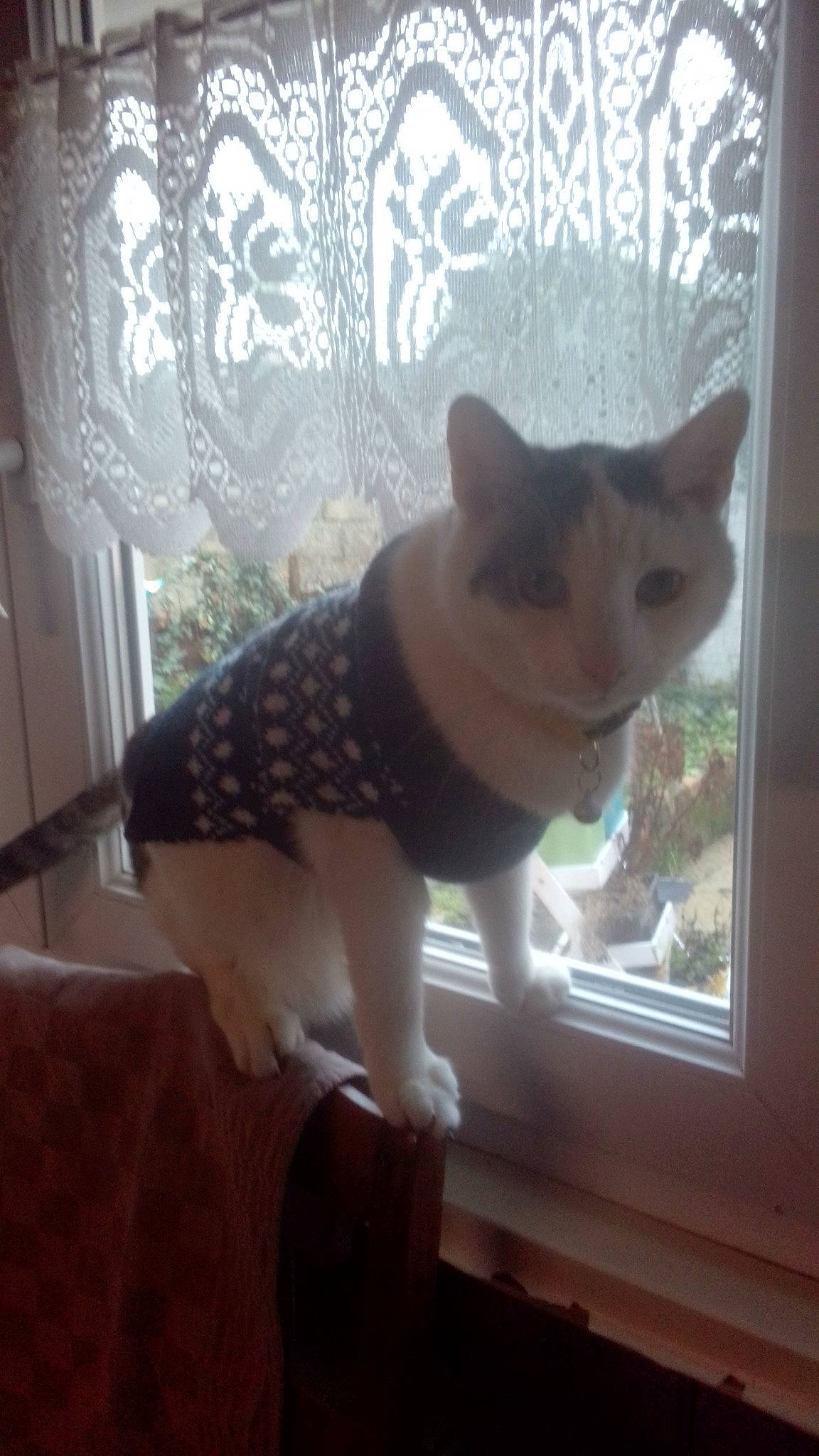 Mengal Flocon participe au concours pour gagner de l'argent avec cette photo : art, black_cat, carnivore, cat, domestic_short_haired_cat, fawn, felidae, flooring, fur, metal, pattern, paw, room, small_to_medium_sized_cats, square, tail, tints_and_shades, whiskers, window, wood