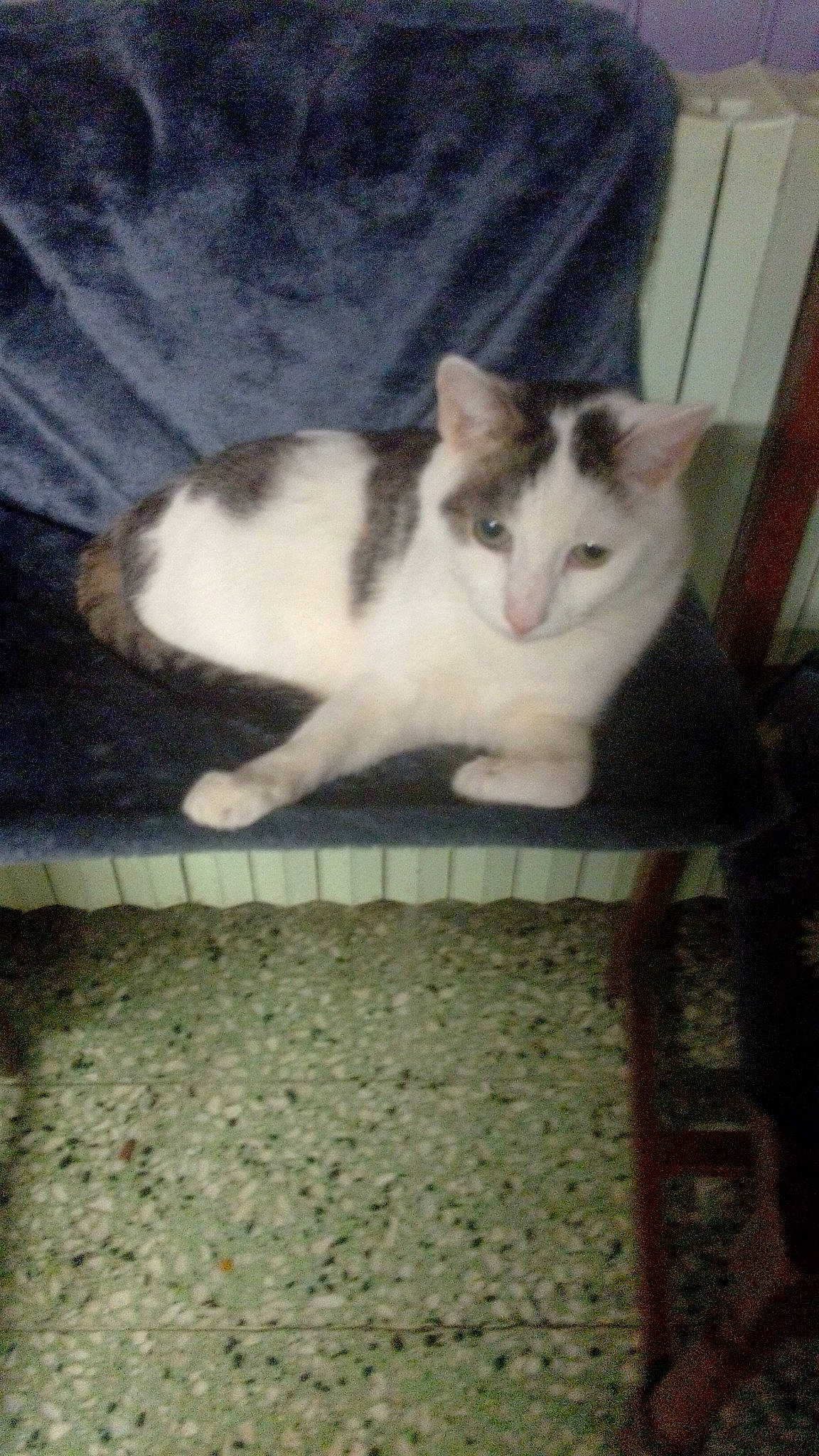 Mengal Flocon participe au concours pour gagner de l'argent avec cette photo : carnivore, cat, comfort, domestic_short_haired_cat, eye, felidae, flooring, fur, hardwood, paw, sitting, small_to_medium_sized_cats, snout, tail, whiskers, wood