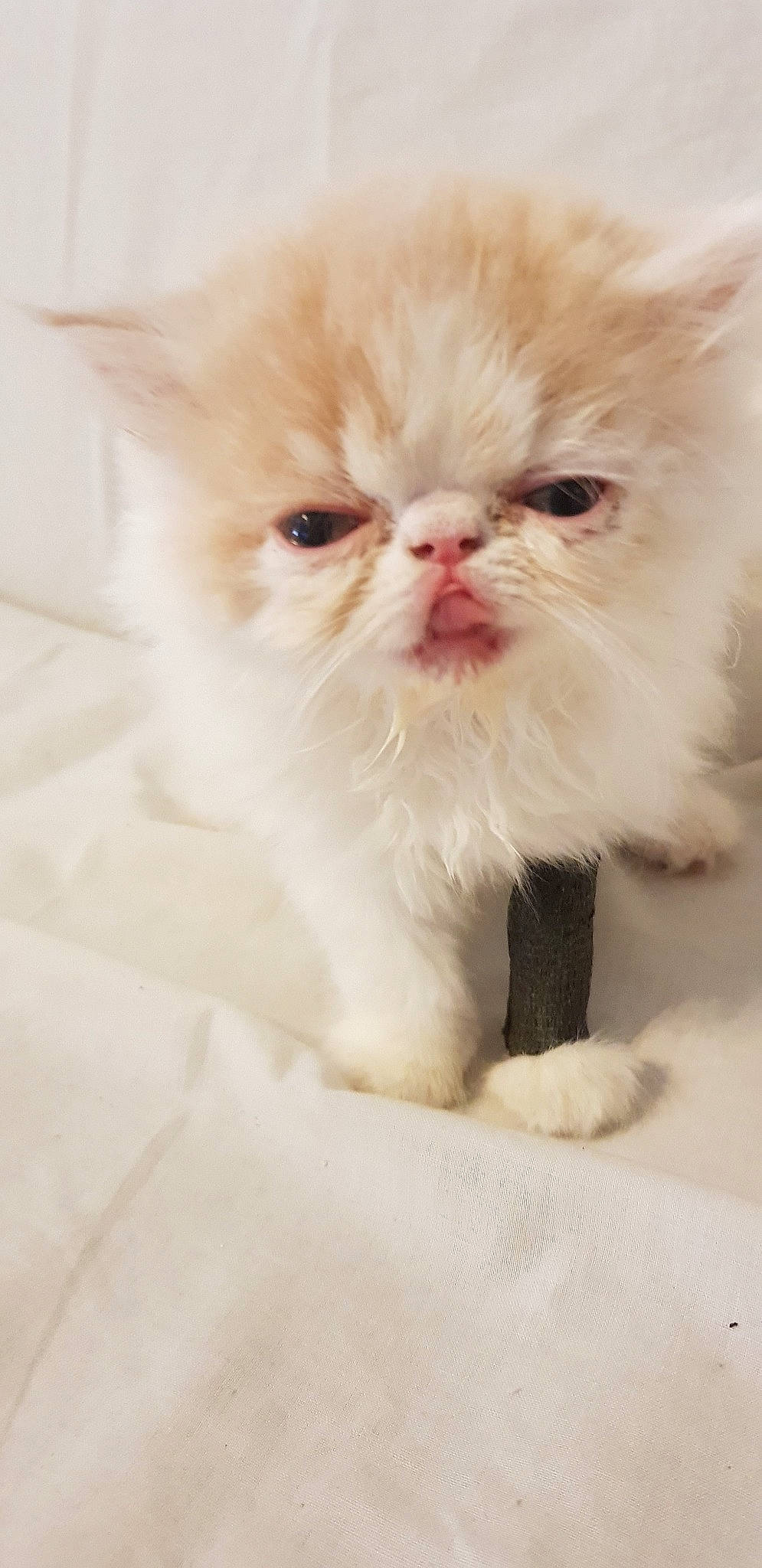 Roméo a rejoint le concours — aidez-le/la à gagner de superbes lots ! british_semi_longhair, carnivore, cat, close_up, eye, fawn, felidae, fur, himalayan, kitten, mammal, napoleon_cat, nose, persian, plant, skin, small_to_medium_sized_cats, snout, whiskers