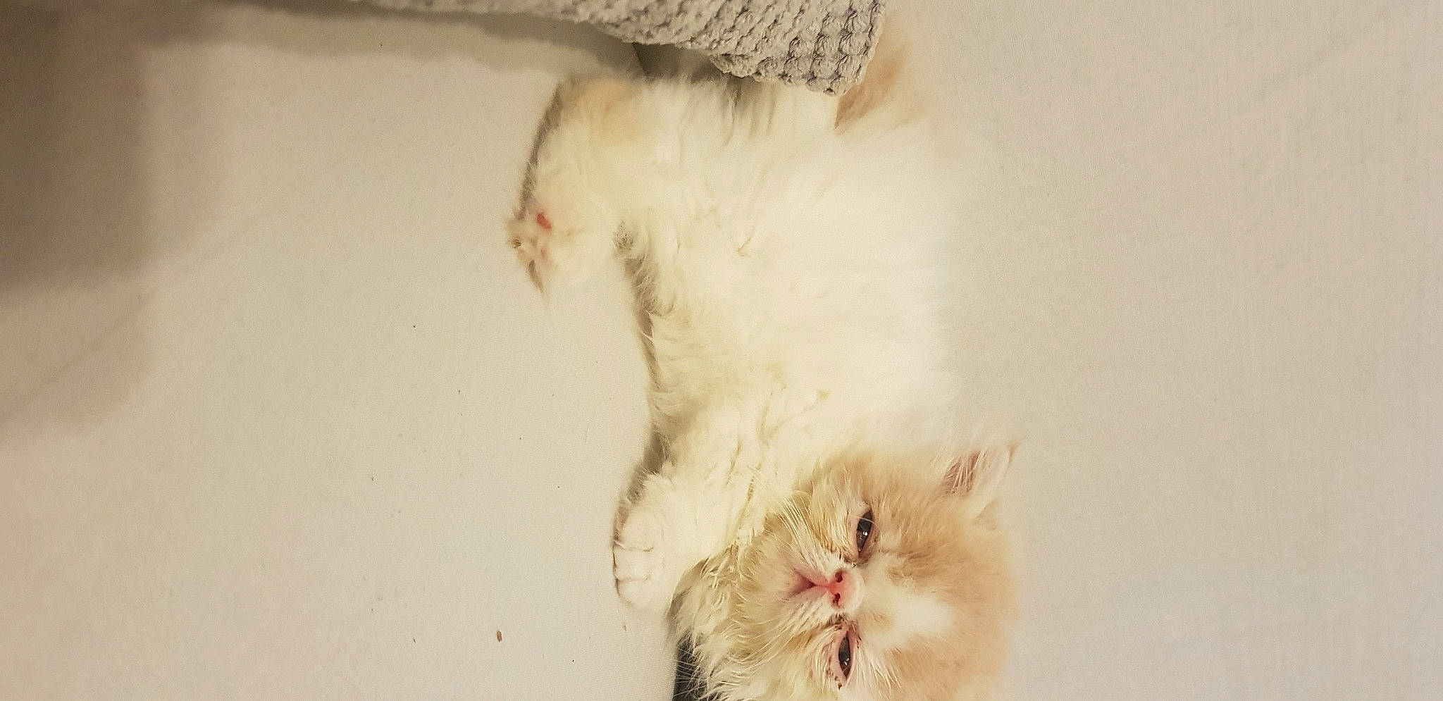 Roméo participe au concours pour gagner de l'argent avec cette photo : aegean_cat, carnivore, cat, domestic_long_haired_cat, ear, felidae, fur, kitten, norwegian_forest_cat, paw, persian, polydactyl_cat, ragamuffin, ragdoll, small_to_medium_sized_cats, snout, tail, turkish_angora, turkish_van, whiskers