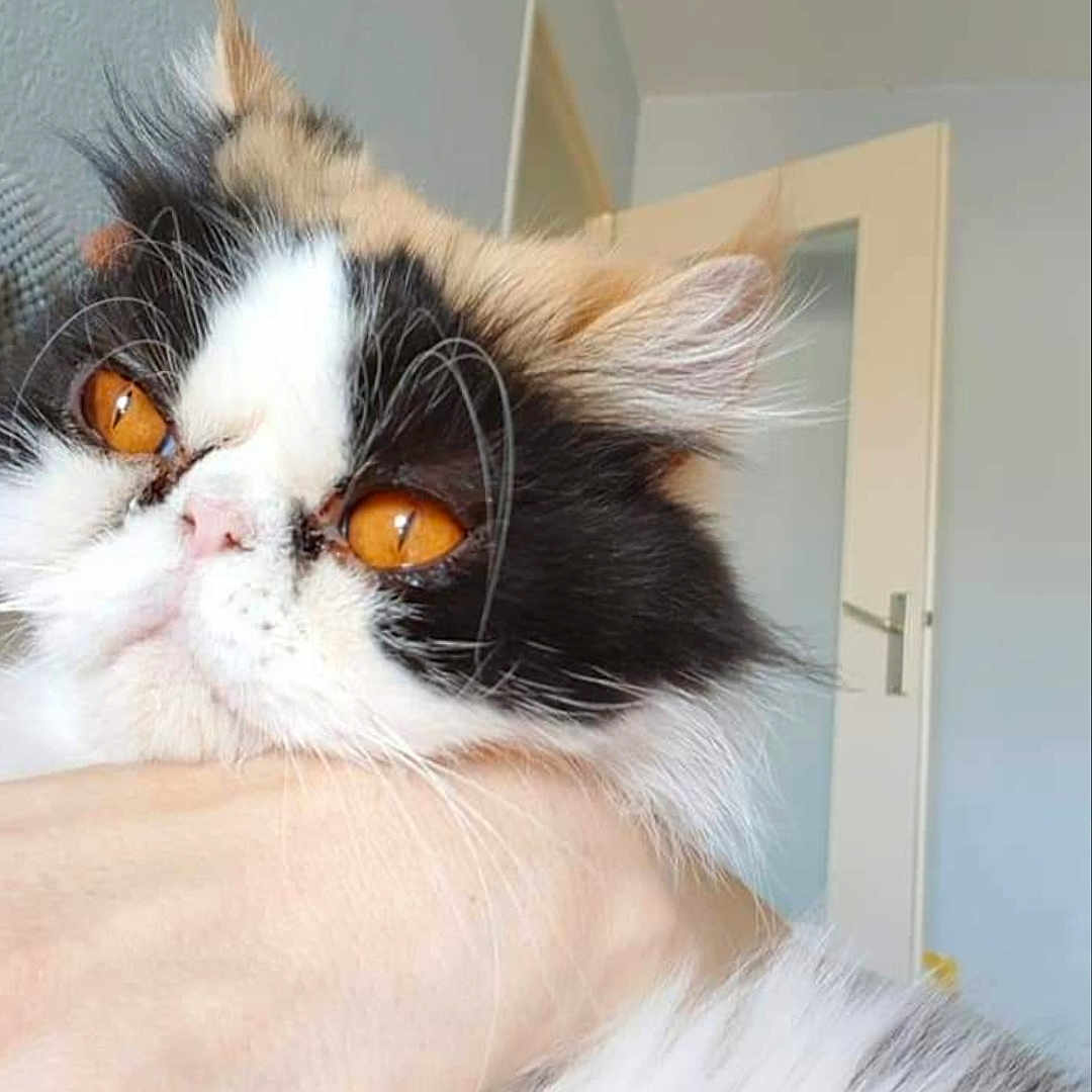 Myrtille a rejoint le concours — aidez-le/la à gagner de superbes lots ! abyssinian, angora, animal, cat, closet, cupboard, doctor, door, furniture, hair, hardwood, indoors, interiordesign, kitten, manx, person, pet, snout, stainedwood, wood