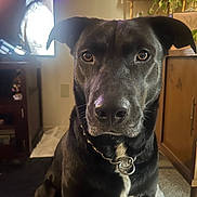 Lucifer is registered to the contest to win money with this photo: dog, black_dog, indoor, living_room, furniture, plant, television, close_up, pet, canine, collar, portrait, sitting, brown_eyes, white_patch, carpet, cabinet, houseplant, wooden_furniture, domestic