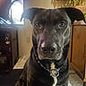 dog, black_dog, indoor, living_room, furniture, plant, television, close_up, pet, canine, collar, portrait, sitting, brown_eyes, white_patch, carpet, cabinet, houseplant, wooden_furniture, domestic