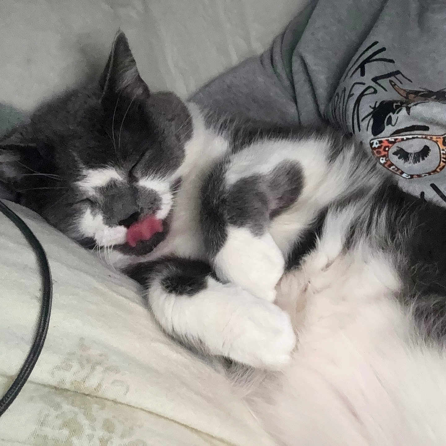 Blue is registered to the contest to win money with this photo: bed, blanket, cat, close_up, companion, cozy, cute, domestic_animal, feline, fur, gray_and_white, indoor, person, pet, relaxed, resting, sleeping, sweatshirt, tongue_out, whiskers
