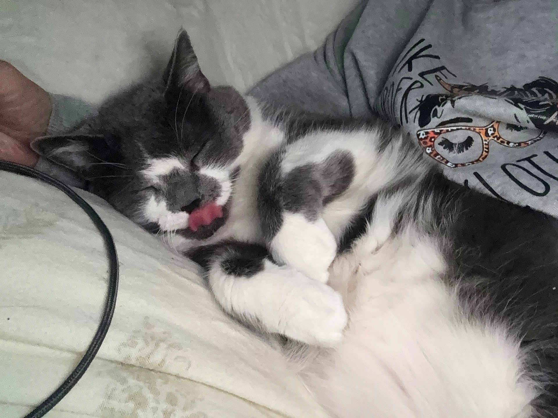 Blue is registered to the contest to win money with this photo: bed, blanket, cat, close_up, companion, cozy, cute, domestic_animal, feline, fur, gray_and_white, indoor, person, pet, relaxed, resting, sleeping, sweatshirt, tongue_out, whiskers