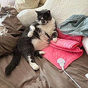 Blue is registered to the contest to win money with this photo: animal, bed, blanket, cat, comfortable, couch, cozy, cute, domestic_animal, feline, fur, gray_and_white, heating_pad, home, indoor, pet, pillow, relaxing, resting, soft