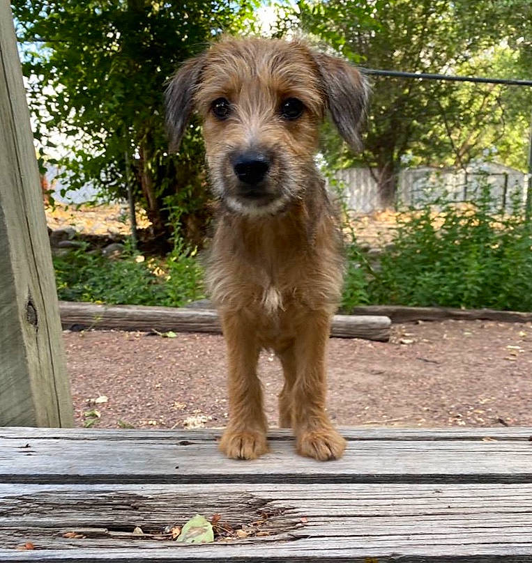 Koko is registered to the contest to win money with this photo: basque_shepherd_dog, bosnian_coarse_haired_hound, canidae, carnivore, companion_dog, dog, dog_breed, dutch_smoushond, irish_terrier, kromfohrlander, mammal, norfolk_terrier, puppy, rare_breed_dog, small_terrier, sporting_group, sporting_lucas_terrier, styrian_coarse_haired_hound, terrier, vertebrate