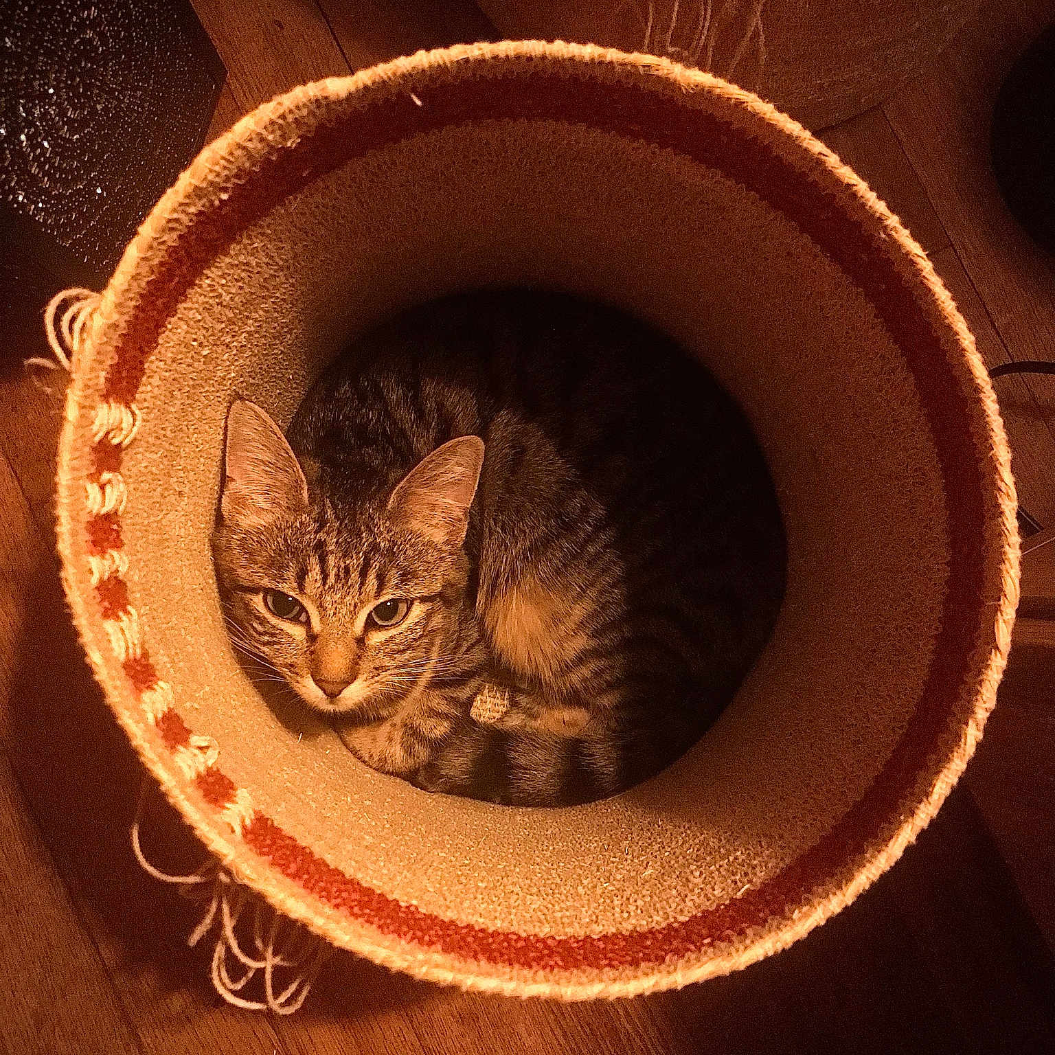 Heyïa a rejoint le concours — aidez-le/la à gagner de superbes lots ! animal, basket, brown, cat, closeup, comfortable, cozy, curled_up, cute, feline, home, indoor, pet, relaxed, resting, striped, tabby, texture, warm_lighting, wooden_floor